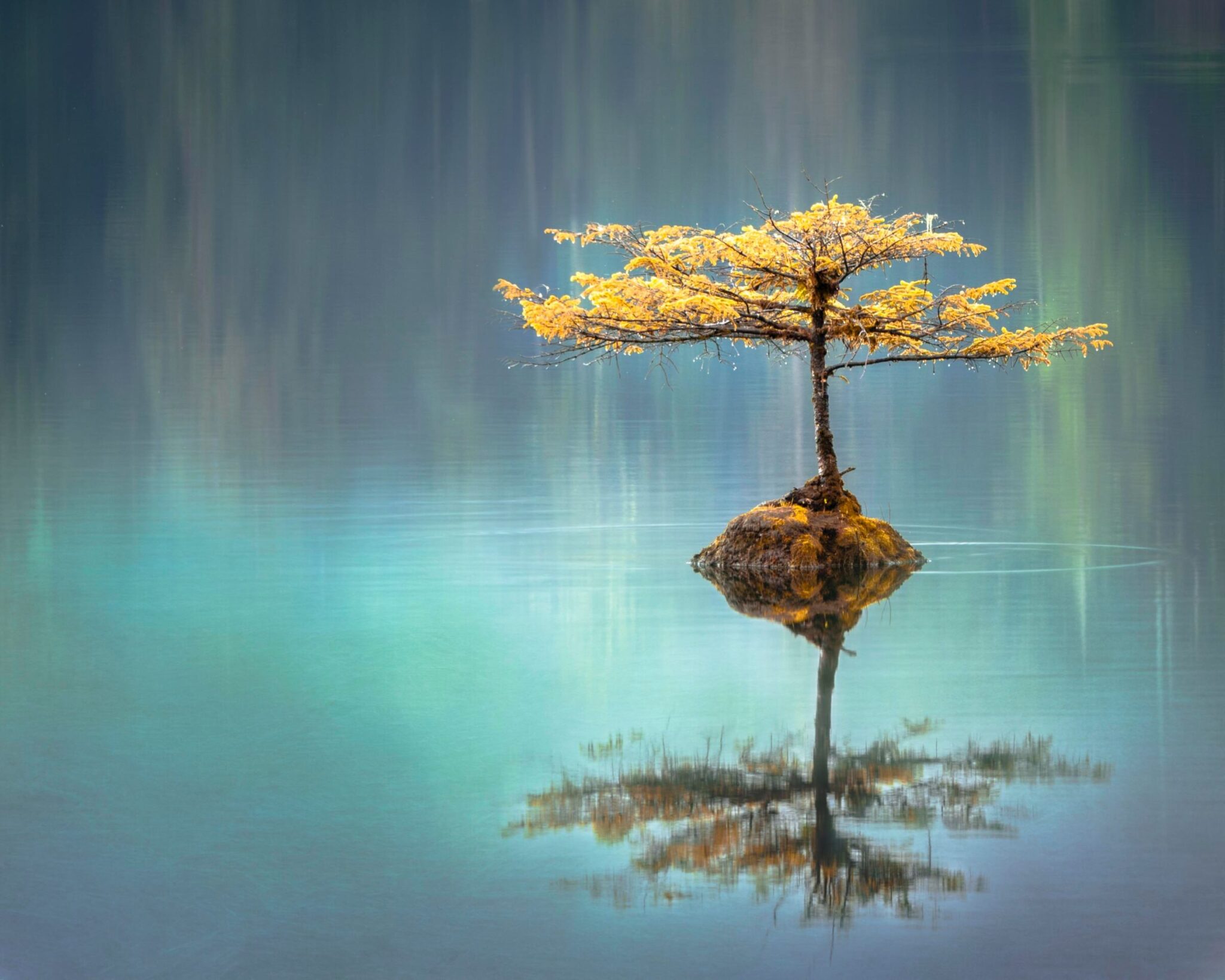 yellow leaf tree between calm body of water at daytime to show a state of calm that can come when you use grounding techniques