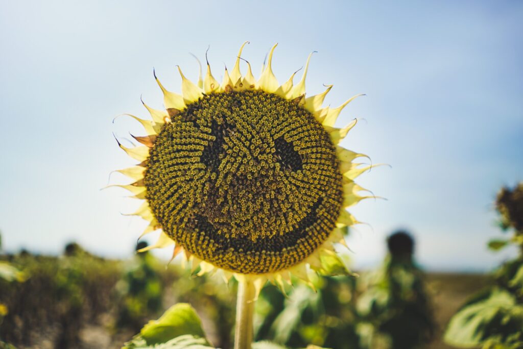 macro photography of yellow sunflower to remind people to smile and laugh more